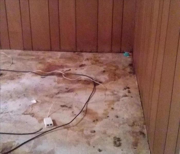 Severly covered basement floor with animal feces
