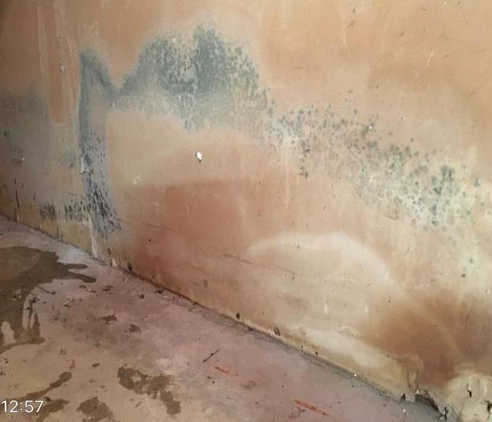 Mold from Water Loss